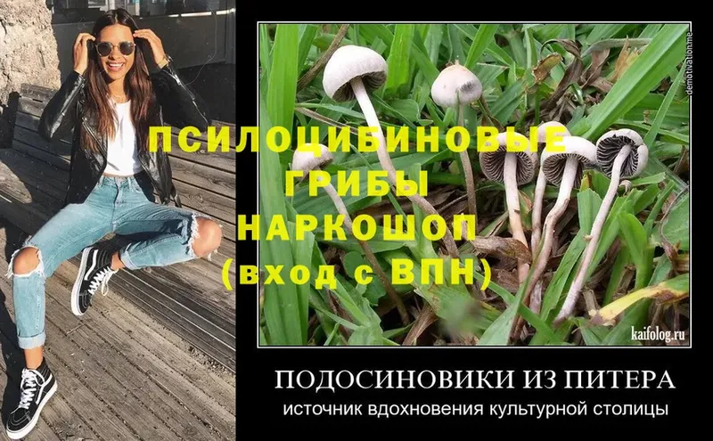 Галлюциногенные грибы Psilocybe  Кудрово 